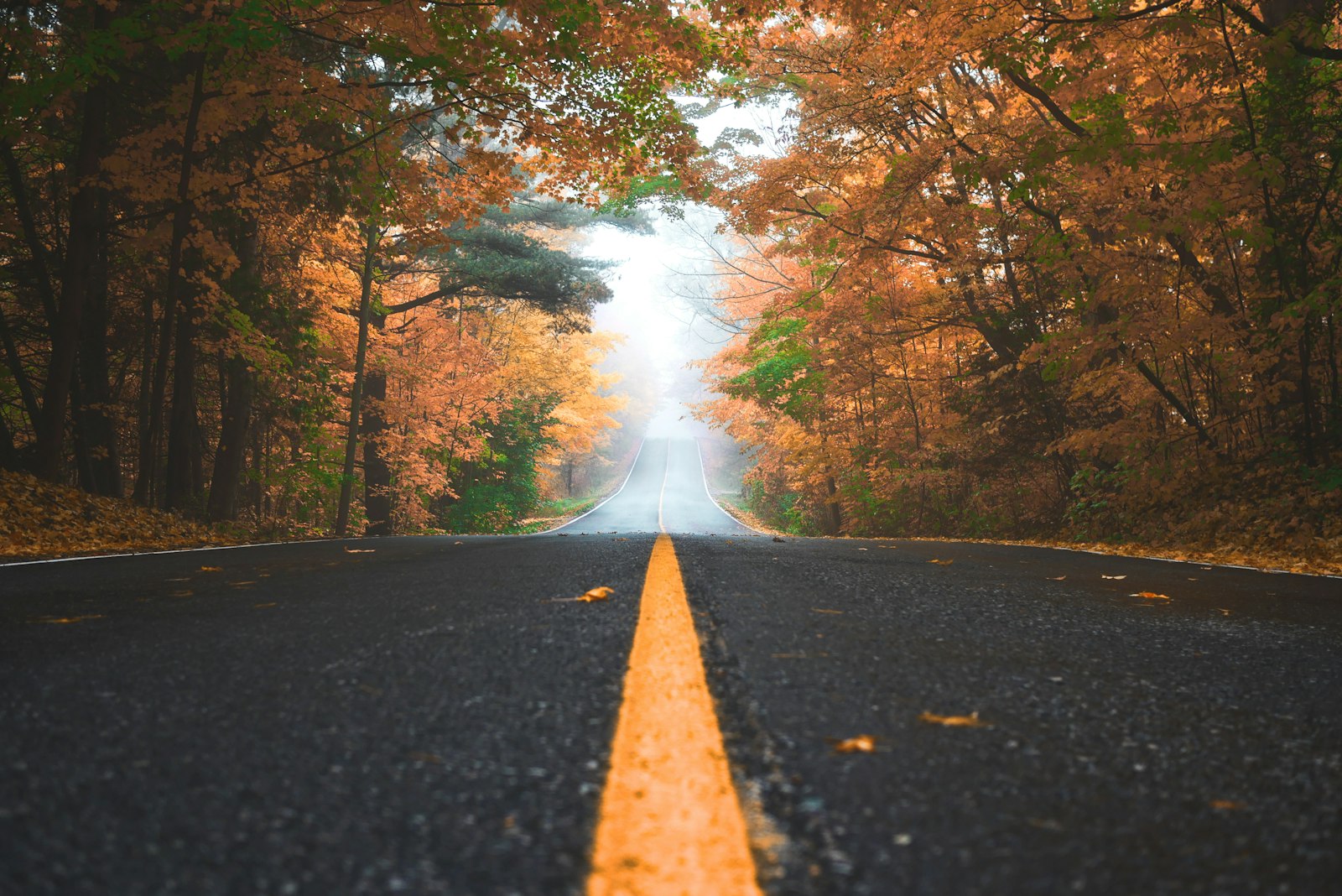 Autumn leaves on a tree-lined road