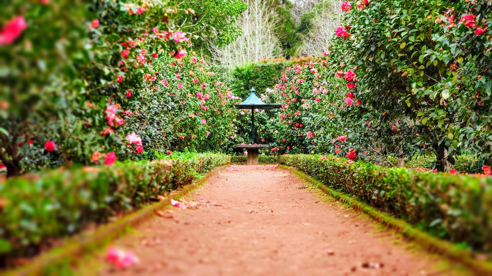Garden path lined with flowering hedges